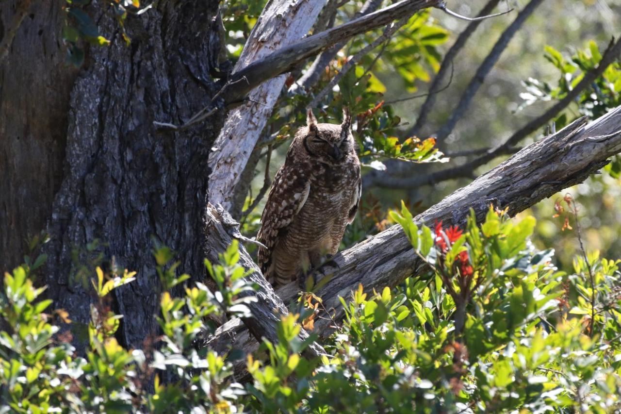 The Wood Owl Nature'S Valley Exterior photo